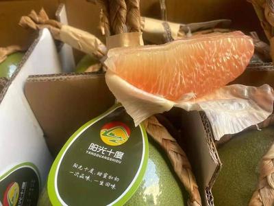廣西憑祥泰國青皮紅心柚 高性價比的優(yōu)質(zhì)果品批發(fā)選擇