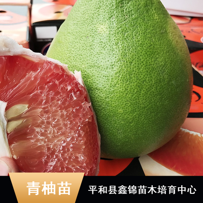 東南亞特色柚子苗木批發(fā)指南 純正馬來西亞青柚苗、無籽雞尾青柚苗、泰國紅寶石柚子苗及水晶青柚苗價格解析